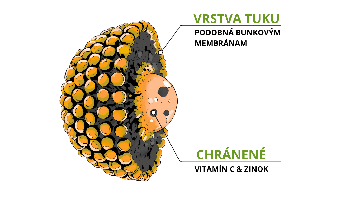 Schéma lipozómu — lipidová dvojvrstva a jadro